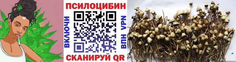 где можно купить   Богданович  Псилоцибиновые грибы прущие грибы 